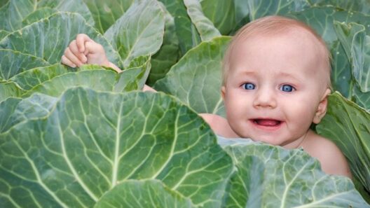 waar komen baby's vandaan