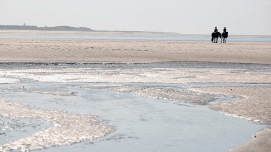 zeehonden spotten frankrijk