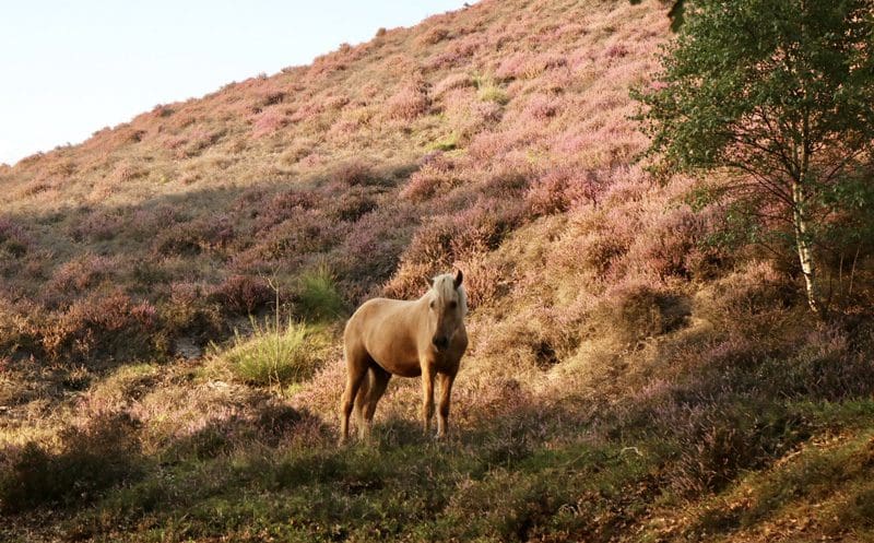 paard posbank paarse heide