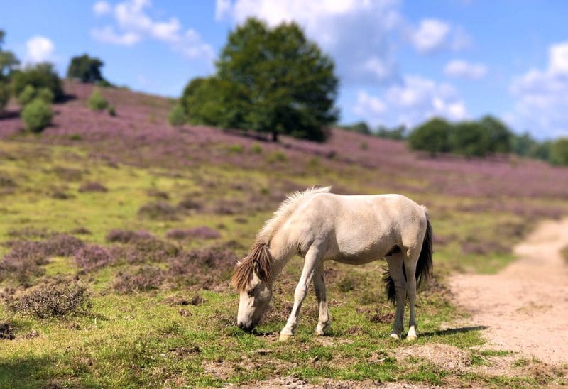 paarden posbank