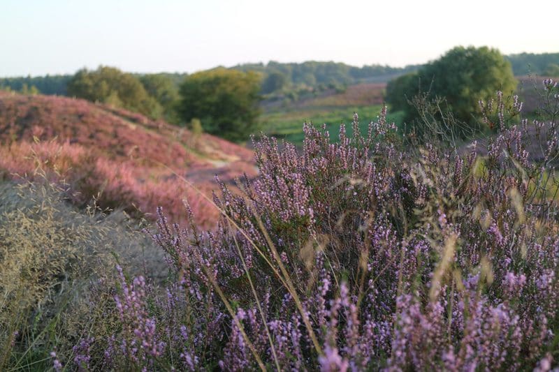 paarse heide posbank