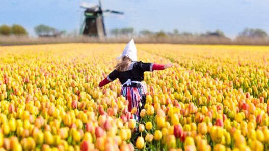 organiseren